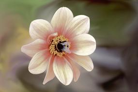 bumblebee on open core pink dahlia Flower, blur background