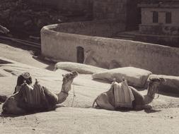 black and white photo of camels having a rest outdoors in Egypt