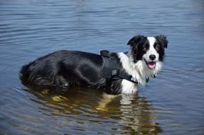 impressively beautiful Australian Sheep dog