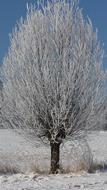 Tree Hoarfrost