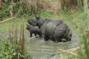 Rhino Forest Africa