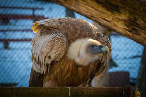 goodly Griffon Vulture Bird