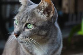 beautiful grey Cat with green eyes