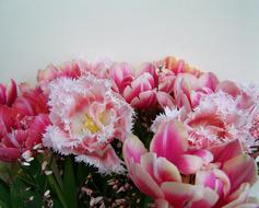Tulip Bouquet Pink And White
