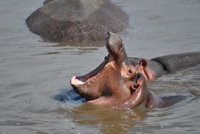 screaming hippo in the water