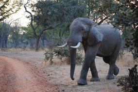 Elephant Zambia South Luangwa