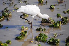 fabulous Tanzania bird