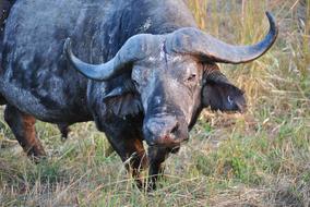Buffalo Tanzania Africa