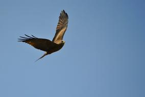 Bird Flight blue sky