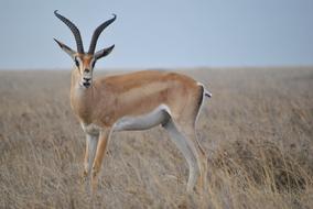 Africa Tanzania National Park
