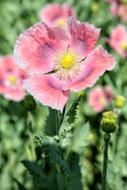 Poppy Field Corn