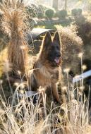furry dog in a field with plants