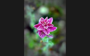 purple flower spring wild herb