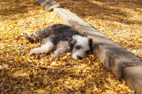 sleeping dog near the road in the foliage