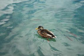 Duck Water Lake