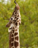 photo of a giraffe's head with its tongue hanging out