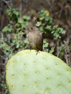 Black Redstart Bird