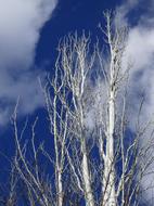 Populus Alba White Poplar
