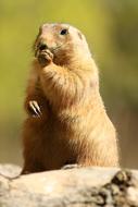 Prairie Dog Standing Zoo