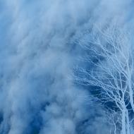 background scrapbooking texture frozen tree