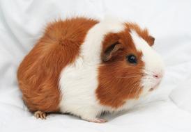 Guinea-Pig Rodent