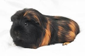 perfect Guinea-Pig