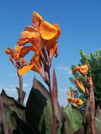 Flower Orange Nature macro