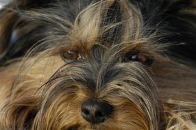 furry Dog face close up