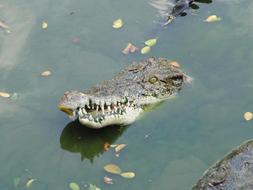 crocodile head sticks out of a green pond
