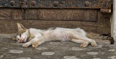 sleeping kitten near old wooden surface