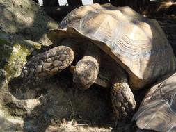 Turtle Animal