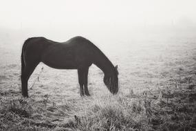 Horse grazing on meadow in mist