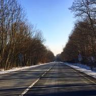 Winter Road Forest