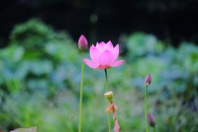 Lotus Daechung Village