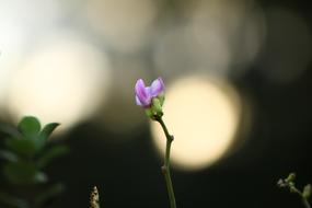 Flower in Garden Bokeh photo