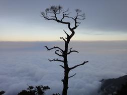 Clouds Giant Tree Sam