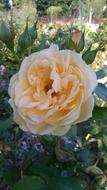 yellow blooming flower in the home garden