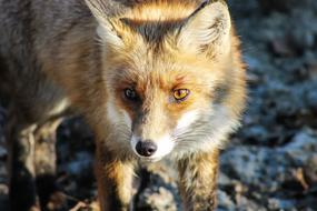 Fox Animal Nature