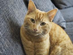 red Cat sits on grey sofa