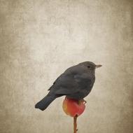 goodly Blackbird Apple