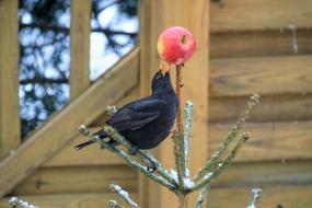 black bird pecks apple on spruce