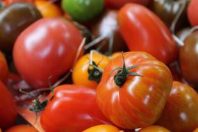 Harvest of ripe tomatoes