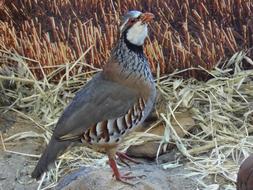 wild bird in the field