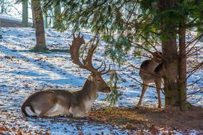 Fallow Deer Hirsch Wild