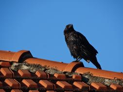 Crow Roof Paris