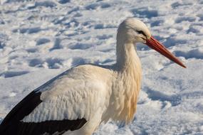 Beautiful black and white stork bird on the snow