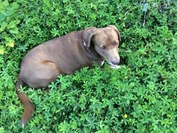 Labradormix Scroll Dog On Brown