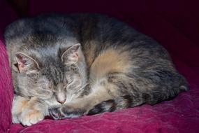 domestic gray cat sleeps on a purple chair