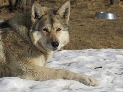 wolfdog lies on the ground in winter
