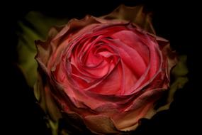 Red Rose Flower closeup view